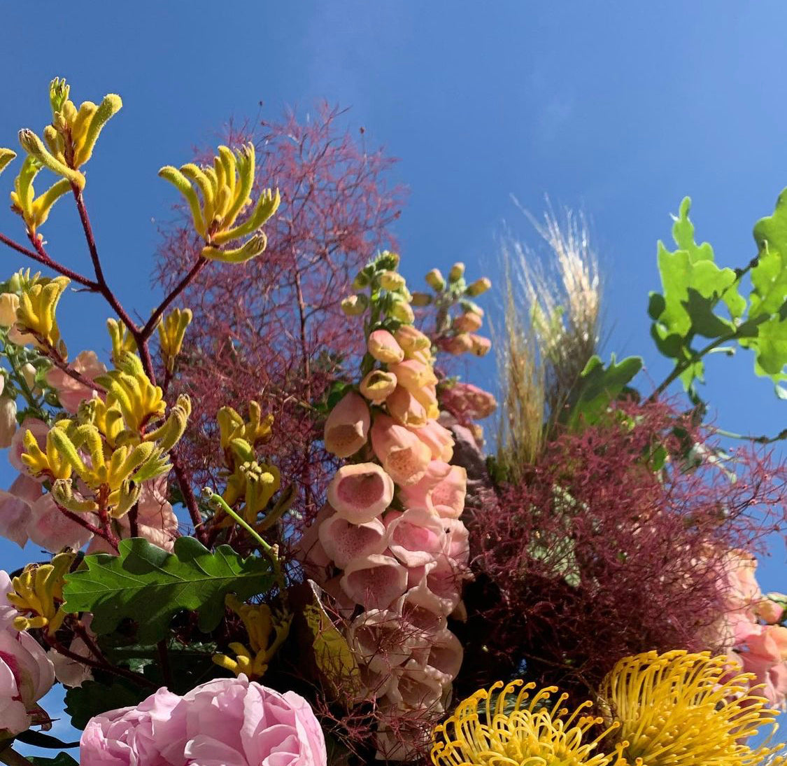 Spring Flowers are here in Footscray